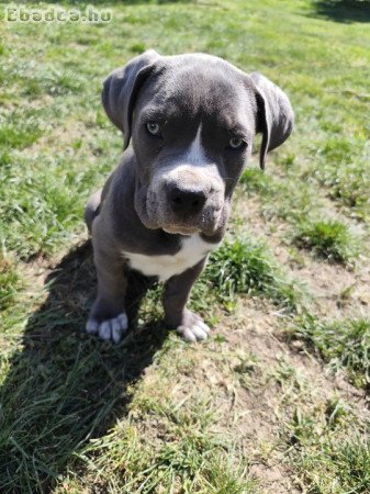 Cane Corso kölykök