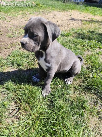 Cane Corso kölykök