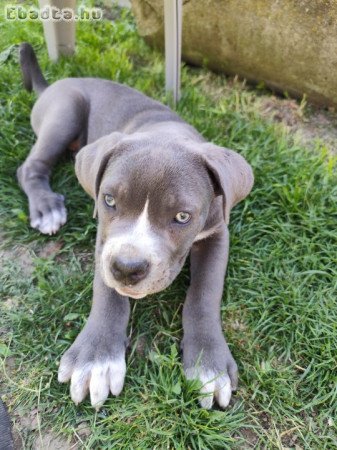 Cane Corso kölykök