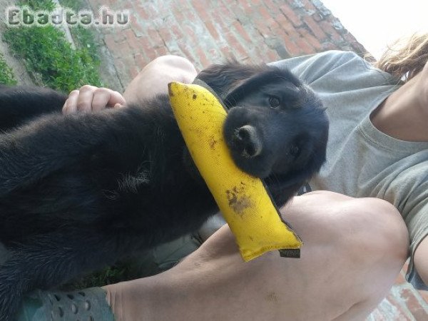 Flat coated retriever kölykök