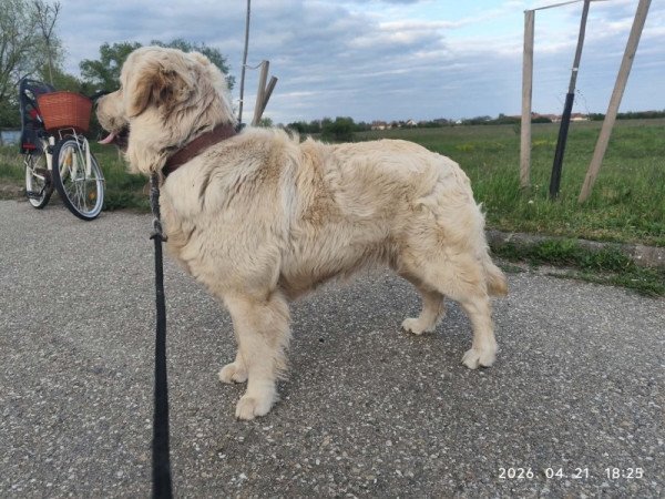 Golden Retriever
