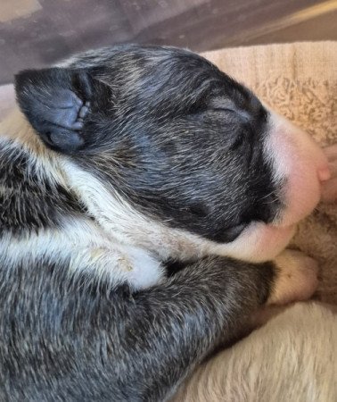 BullTerrier