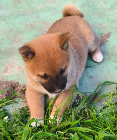 Shiba inu
