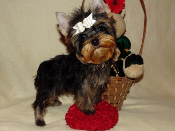 Yorkshire Terrier, Yorki