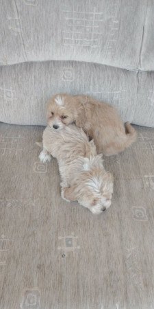 Maltipoo