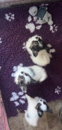 Papillon