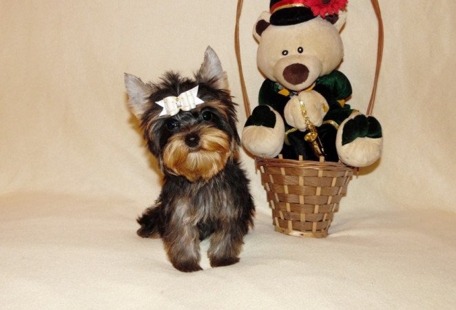 Yorkshire Terrier, Yorki