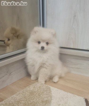 Csodaszép pomerániai törpe spicc kislány eladó