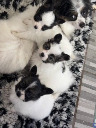 Papillon