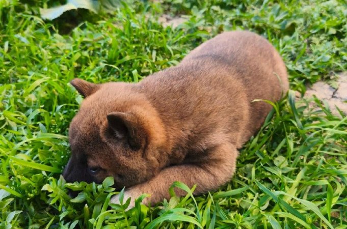 Shiba inu