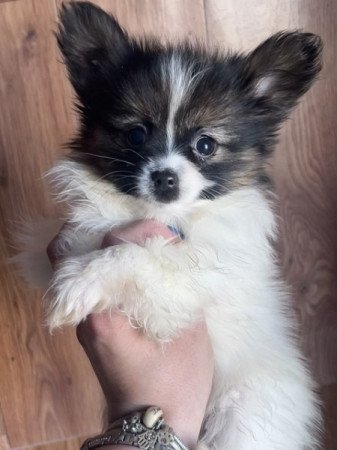 Papillon