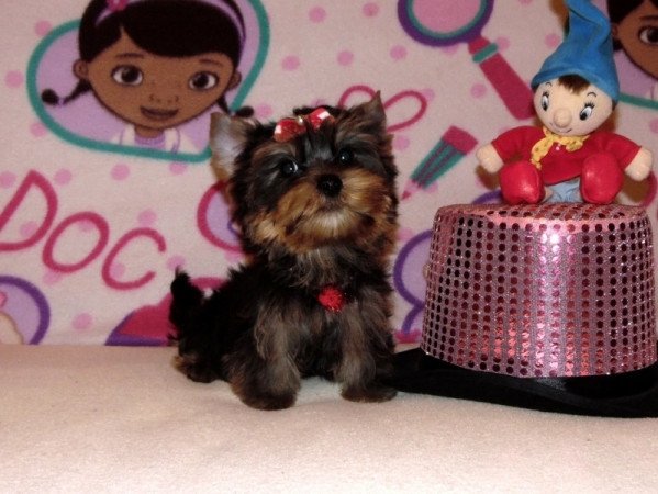 Yorkshire Terrier, Yorki