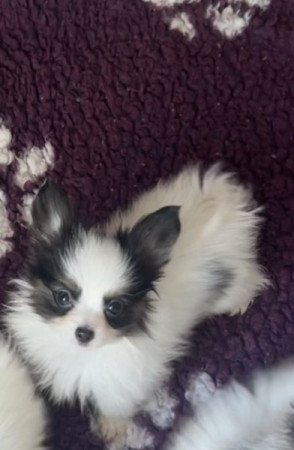 Papillon