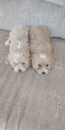 Maltipoo