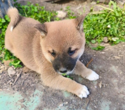Shiba inu