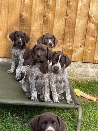 Német rövidszőrű vizsla kölykök