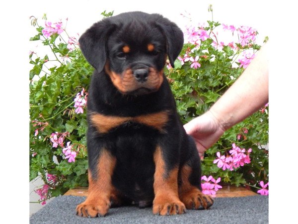 Rottweiler kölykök