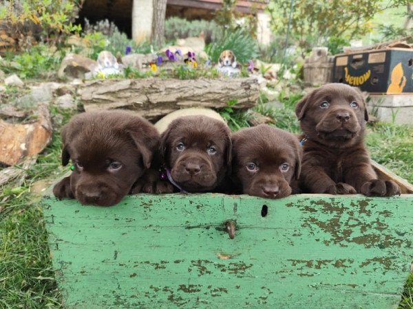 Labrador
