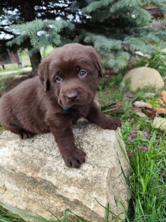 Labrador