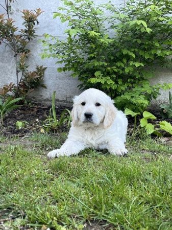 Golden retriever