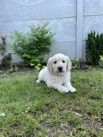 Golden retriever