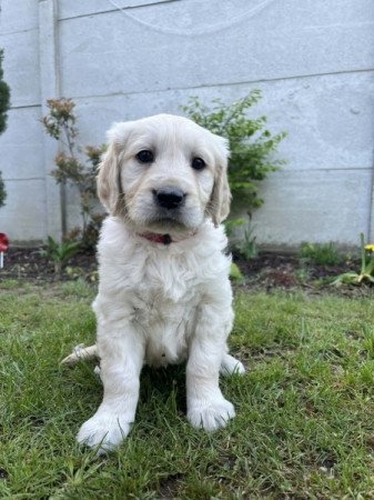 Golden retriever