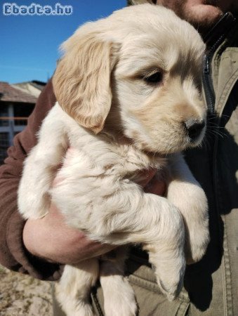 Golden retriever kiskutyák