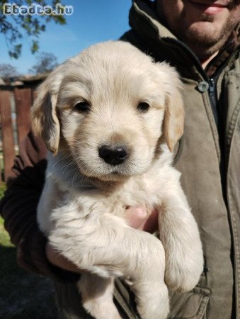 Golden retriever kiskutyák