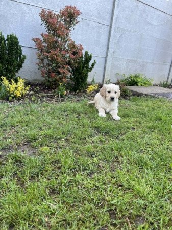Golden retriever