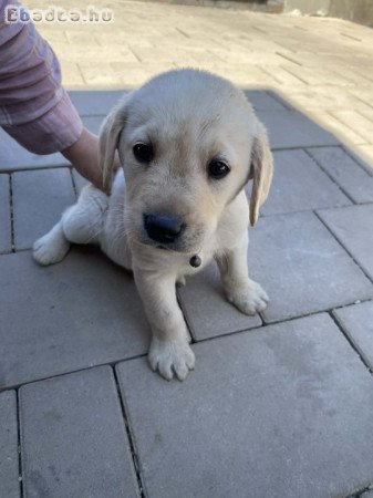Gyönyörű labrador kiskutya gazdit keres