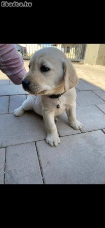 Gyönyörű labrador kiskutya gazdit keres