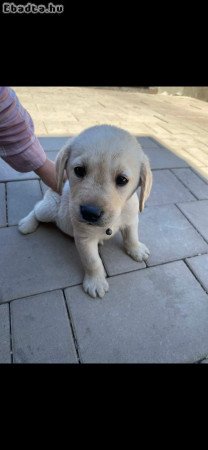 Gyönyörű labrador kiskutya gazdit keres