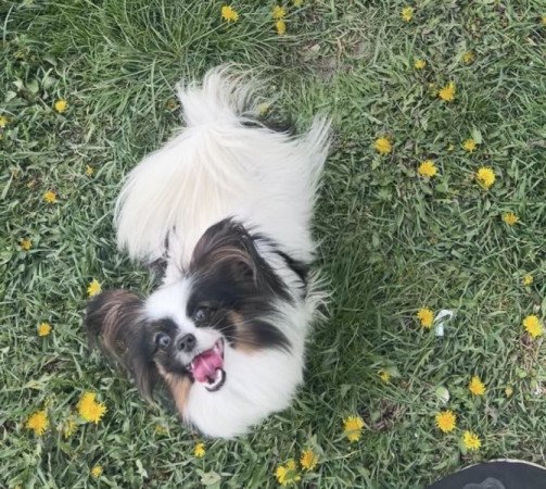 Papillon