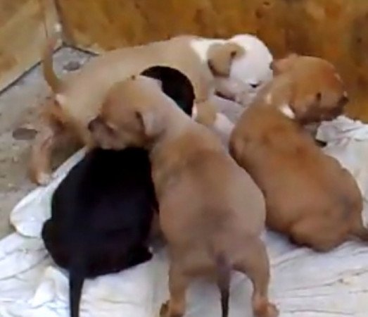Staffordshire terrier