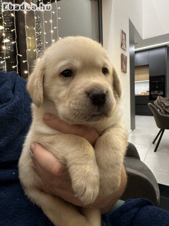 Labrador  kölyök eladó