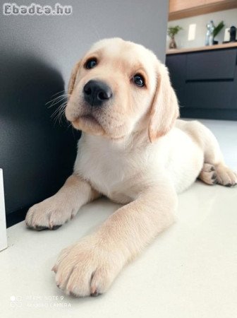 labrador kölyök