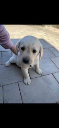 Labrador Retriever