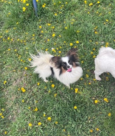 Papillon