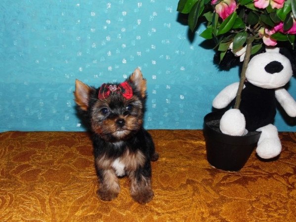 Yorkshire Terrier, Yorki