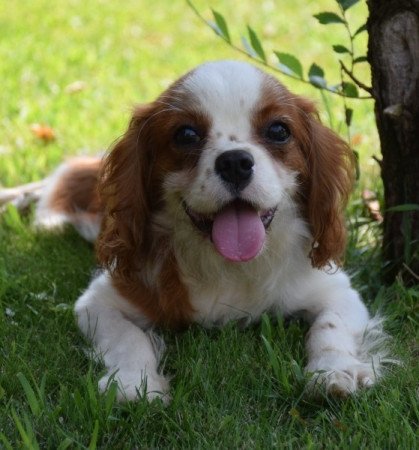 Cavalier King Charles Spániel