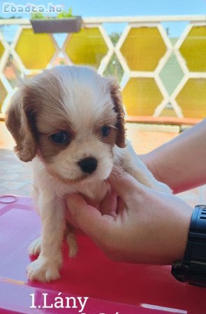 Cavalier King Charles spániel fajta tiszta