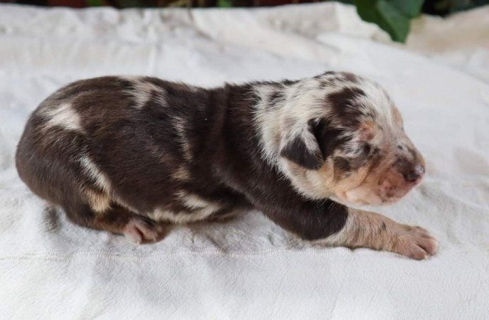 Catahoula Leopárdkutya