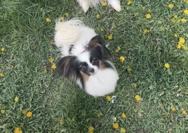 Papillon