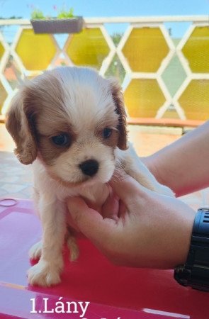 Cavalier King Charles spániel