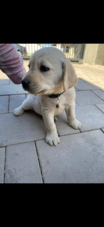 Labrador Retriever