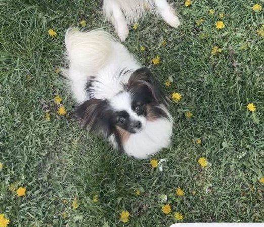 Papillon