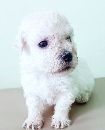 Bichon havanese