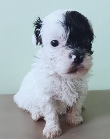 Bichon havanese