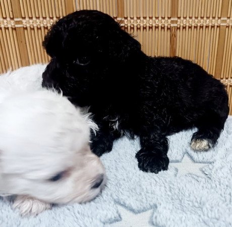 Bichon havanese