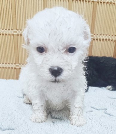 Bichon havanese